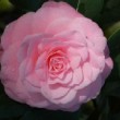 Fleur rose du camélia 'Usu-otome'