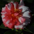 Fleur bicolore du camélia 'Kasuga-Yama'