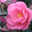 Fleur du camelia 'Barbara Clark'