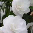 Fleur blanche du camélia 'Cinnamon Cindy'