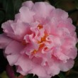 Fleur rose du camélia 'Eldorado'