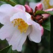 Fleur blanche et rose du camélia 'Fairy Blush'