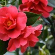 Fleur rouge du camélia 'Freedom Bell'