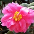 Splendide fleur de Camellia Paradise 'Illumination' au printemps.