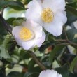 Fleur blanche du camélia 'Spring Mist'
