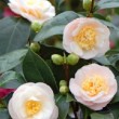 Fleurs blanc crémeux du camélia 'Botanyuki'