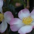 Fleur bicolore du camélia 'Versicolor'