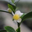 Fleur blanche du camélia de Chine