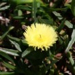 Photo de fleur prise au jardin botanique de Kirstenboch, Le Cap, Afrique du Sud.