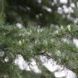 Gros plan sur une branche d'arbre du site de chèvreloup, près de Versailles.