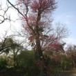 Arbre de judée complet, jardin des plantes (Avril)