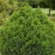 Chamaecyparis lawsoniana 'Minima Glauca' dans un jardin