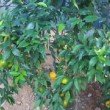 Mandarinier - ½ tige en pot de 9 litres (H : 90 à 110 cm)