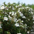 Jardin dans le sud de la France en mai