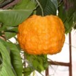 Fruit mur d'un Citrus aurantium au jardin botanique de Sofia en Bulgarie.