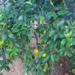 Mandarinier - ½ tige en pot de 7 litres (H : 80 à 100 cm)