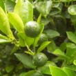 Petites mandarines en cours de croissance