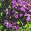 La clématite 'Etoile Violette' , fleurs de petites taille 