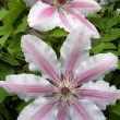 Belle infloresence de ' Clematis 'Nelly Moser'