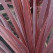 Feuillage de la cordyline 'Red Star' 