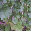 Feuilles de coriandre dans un jardin au mois de juin