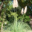 Jardin public de Bordeaux