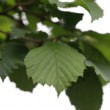 Zoom sur une feuille du noisetier