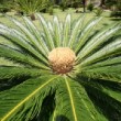 Jardin botanique de Funchal à Madère.