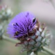 Photo du jardin des plantes de Paris.