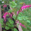 Jardin dans les Landes