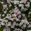 Diosma hirsuta 'Pink Fountain' 