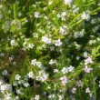 jardin dans les Landes