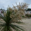 Jardin dans les Landes