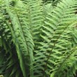 Superbe Dryopteris affinis