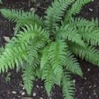 Dryopteris erythrosora dans un sous bois