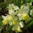 Fleurs d'Epimedium X versicolor 'Sulphureum'