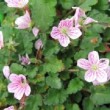 Bec-de-grue rose en début de floraison au printemps