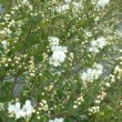 Photo d'exochorde en fleur prise par les Pépinières HUCHET.