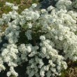 Photo d'exochorde en fleur prise par les Pépinières HUCHET.