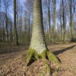 Le Hêtre de la bunodière dans la forêt domaniale de lyons. D'une hauteur de 45 mètres, âgé de de 280 ans.