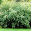 Superbe plantation de  Fargesia rufa 