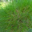 Jardin dans les Landes