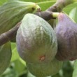 Figues de la variété 'Goutte d'Or'