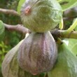 Figues de la variété 'Madeleine des Deux Saisons'