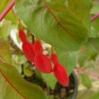Photo de fuchsia en fleur prise par les Pépinières HUCHET.