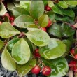 Gaulthérie couchée ou Gaultheria procumbens avec ses fruits rouges