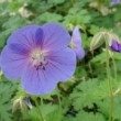 Photo de geranium en fleur prise par les Pépinières HUCHET.
