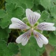 Photo de geranium en fleur prise par les Pépinières HUCHET.
