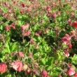 Tapis de fleurs de benoîte des ruisseaux 'Leonard's Variety' en mai