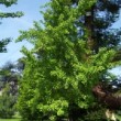 Jardin public de Bordeaux en mai